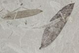 Fossil Cricket & Leaves - Green River Formation, Utah #94824-2